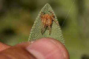A small spider on a leaf photo
