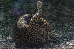 jaguar de américa primer plano retrato foto