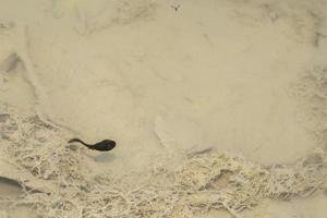 frog tadpole in a swamp photo