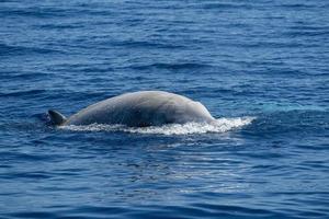 Rare Goose Beaked whale dolphin Ziphius cavirostris photo