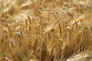 Green Wheat spikes field moved by wind photo