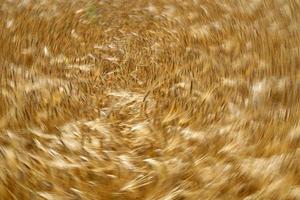 Green Wheat spikes field moved by wind photo