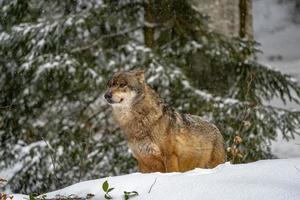 grey wolf in the snow photo