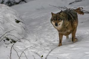 lobo gris en la nieve foto