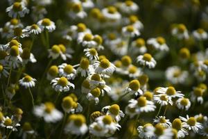 chamomile flower field photo