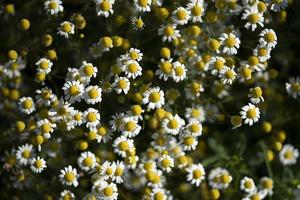 chamomile flower field photo