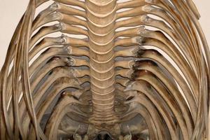 Fin Whale skeleton endangered specie photo