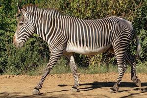 Tanzania zebra close up photo