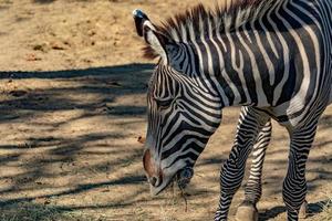 tanzania cebra de cerca foto