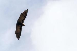 retrato de murciélago zorro volador mientras vuela foto