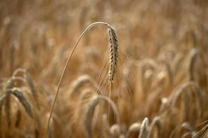 campo de trigo de grano maduro listo para cosechar
