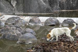 dog with Seychelles island giant turtle photo