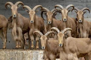 barbary sheep group looking at you photo