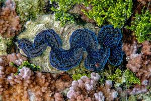 giant Tridacna clam in polynesia photo