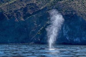 Blue Whale the biggest animal in the world while blowing photo