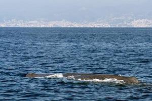 Sperm Whale at sunset in mediterranean Sea photo