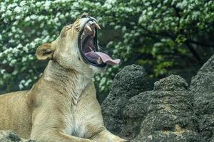 león hembra mientras bosteza foto