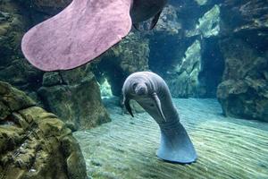 manatee close up portrait looking at you photo