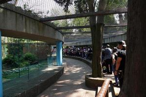 ciudad de méxico, 3 de febrero de 2019 - parque de la ciudad de chapultepec lleno de gente el domingo foto