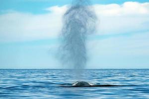ballena azul el animal más grande del mundo mientras sopla foto