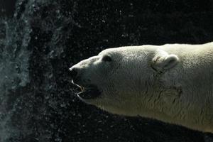 retrato de primer plano de oso polar foto