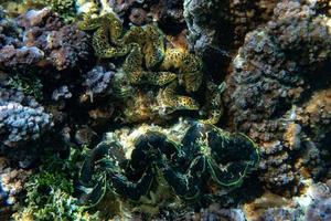 giant Tridacna clam in polynesia photo