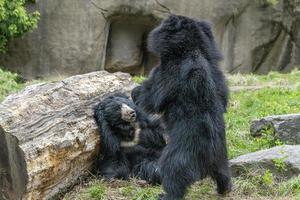 sloth bears while fighting photo