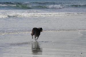 dog playing on the beach photo