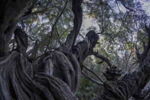 300 YEAR OLD OLIVE TREE in san francisco javier vigge biaundo mission loreto photo