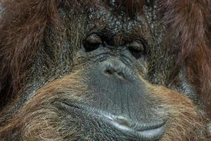 Orangutan monkey close up portrait photo