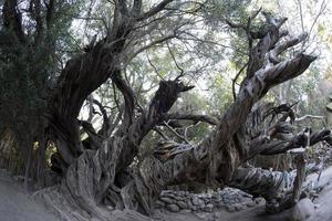 300 YEAR OLD OLIVE TREE in san francisco javier vigge biaundo mission loreto photo