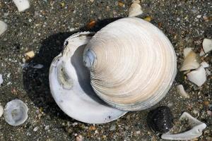 muchas conchas diferentes en la playa foto