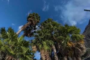 palm tree from bottom to up in baja california photo