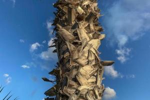 palm tree from bottom to up in baja california photo