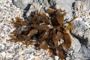 brown kelp on the beach photo