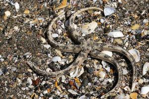 Many different shells on the beach photo