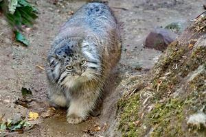 Pallas cat portrait photo