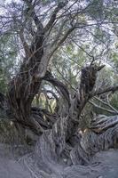 300 YEAR OLD OLIVE TREE in san francisco javier vigge biaundo mission loreto photo