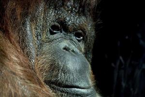 Orangutan monkey close up portrait photo