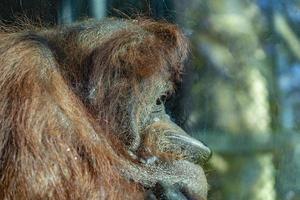 Orangutan monkey close up portrait photo