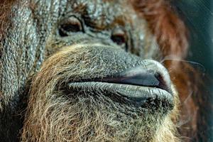 mono orangután primer plano retrato foto