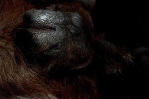 primer plano de la mano del mono orangután foto