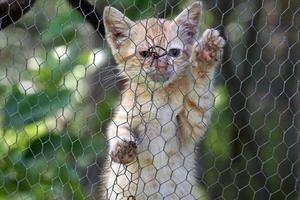 cat newborn kitty climbing on metallic net photo