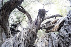 300 YEAR OLD OLIVE TREE in san francisco javier vigge biaundo mission loreto photo