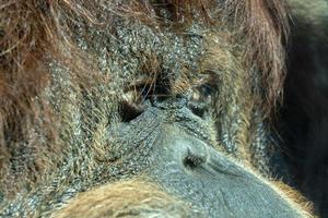 Orangutan monkey close up portrait photo