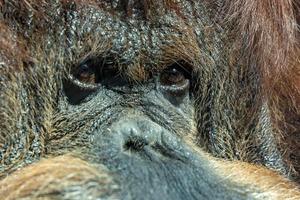 Orangutan monkey close up portrait photo