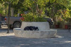 dog relaxing in san francisco javier vigge biaundo mission loreto photo