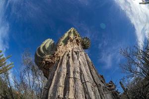 big california cactus view from bottom to up photo