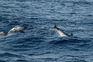 young newborn baby striped dolphin jumpin at sunset photo