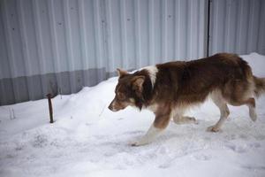 el perro corre por la nieve. animal junto a la valla. mascota en la calle. foto